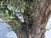 Olijfboom bonsai vertakt xl - olea europaea - ca. 120 jaar oud - hoogte ca. 280 cm - afbeelding 4 van  6
