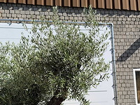 Olijfboom bonsai vertakt xl - olea europaea - ca. 120 jaar oud - hoogte ca. 280 cm - afbeelding 5 van  6