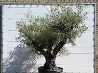 Olijfboom bonsai vertakt xl - olea europaea - ca. 120 jaar oud - hoogte ca. 280 cm - afbeelding 6 van  6
