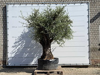 Olijfboom bonsai vertakt xl - olea europaea - ca. 120 jaar oud - hoogte ca. 280 cm