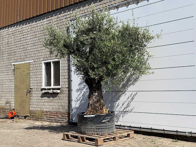 Olijfboom bonsai vertakt xl - olea europaea - ca. 120 jaar oud - hoogte ca. 280 cm - afbeelding 2 van  5