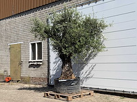 Olijfboom bonsai vertakt xl - olea europaea - ca. 120 jaar oud - hoogte ca. 280 cm - afbeelding 2 van  5
