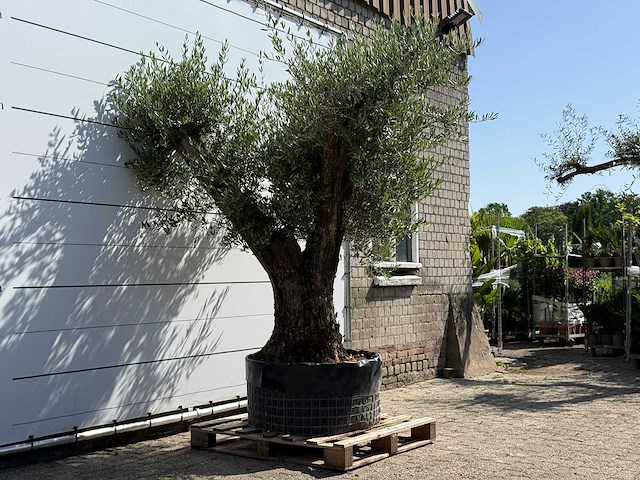 Olijfboom bonsai vertakt xl - olea europaea - ca. 120 jaar oud - hoogte ca. 280 cm - afbeelding 3 van  5
