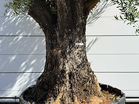 Olijfboom bonsai vertakt xl - olea europaea - ca. 120 jaar oud - hoogte ca. 280 cm - afbeelding 4 van  5