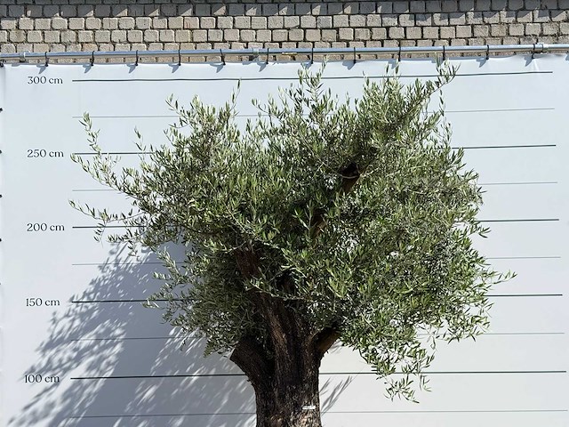 Olijfboom bonsai vertakt xl - olea europaea - ca. 120 jaar oud - hoogte ca. 280 cm - afbeelding 5 van  5