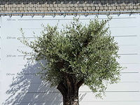 Olijfboom bonsai vertakt xl - olea europaea - ca. 120 jaar oud - hoogte ca. 280 cm - afbeelding 5 van  5