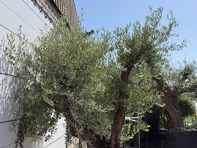 Olijfboom bonsai vertakt xl - olea europaea - ca. 120 jaar oud - hoogte ca. 280 cm - afbeelding 2 van  10