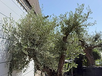 Olijfboom bonsai vertakt xl - olea europaea - ca. 120 jaar oud - hoogte ca. 280 cm - afbeelding 2 van  10