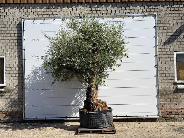 Olijfboom bonsai vertakt xl - olea europaea - ca. 120 jaar oud - hoogte ca. 280 cm - afbeelding 1 van  10