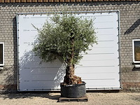 Olijfboom bonsai vertakt xl - olea europaea - ca. 120 jaar oud - hoogte ca. 280 cm - afbeelding 1 van  10