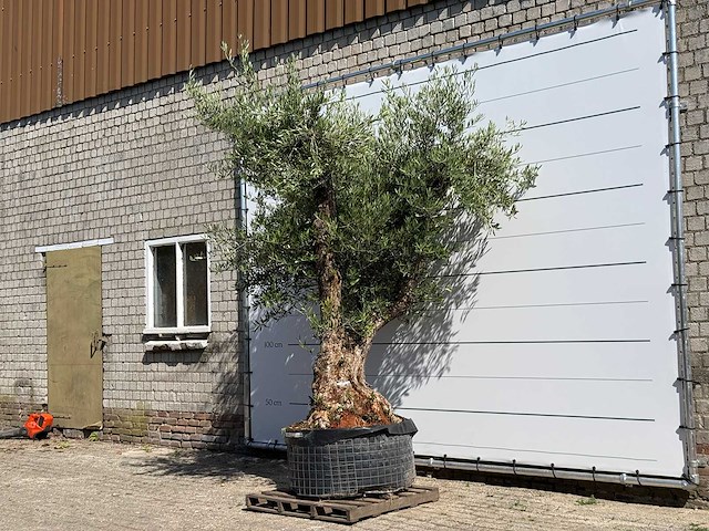 Olijfboom bonsai vertakt xl - olea europaea - ca. 120 jaar oud - hoogte ca. 280 cm - afbeelding 3 van  10