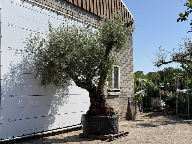 Olijfboom bonsai vertakt xl - olea europaea - ca. 120 jaar oud - hoogte ca. 280 cm - afbeelding 4 van  10