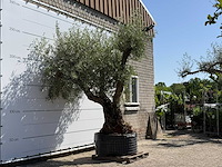 Olijfboom bonsai vertakt xl - olea europaea - ca. 120 jaar oud - hoogte ca. 280 cm - afbeelding 4 van  10