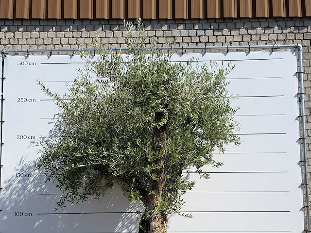 Olijfboom bonsai vertakt xl - olea europaea - ca. 120 jaar oud - hoogte ca. 280 cm - afbeelding 5 van  10