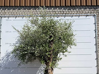Olijfboom bonsai vertakt xl - olea europaea - ca. 120 jaar oud - hoogte ca. 280 cm - afbeelding 5 van  10