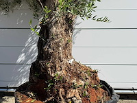 Olijfboom bonsai vertakt xl - olea europaea - ca. 120 jaar oud - hoogte ca. 280 cm - afbeelding 6 van  10