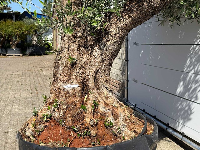 Olijfboom bonsai vertakt xl - olea europaea - ca. 120 jaar oud - hoogte ca. 280 cm - afbeelding 7 van  10