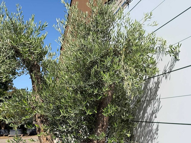 Olijfboom bonsai vertakt xl - olea europaea - ca. 120 jaar oud - hoogte ca. 280 cm - afbeelding 8 van  10