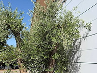 Olijfboom bonsai vertakt xl - olea europaea - ca. 120 jaar oud - hoogte ca. 280 cm - afbeelding 8 van  10
