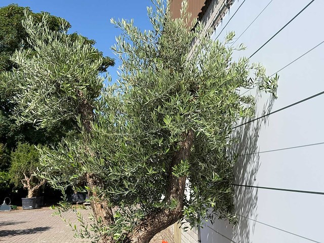 Olijfboom bonsai vertakt xl - olea europaea - ca. 120 jaar oud - hoogte ca. 280 cm - afbeelding 9 van  10