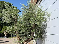 Olijfboom bonsai vertakt xl - olea europaea - ca. 120 jaar oud - hoogte ca. 280 cm - afbeelding 9 van  10