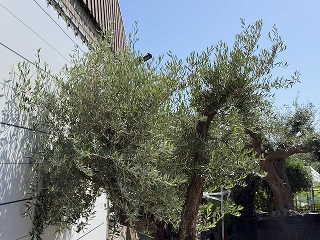 Olijfboom bonsai vertakt xl - olea europaea - ca. 120 jaar oud - hoogte ca. 280 cm - afbeelding 10 van  10