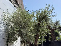 Olijfboom bonsai vertakt xl - olea europaea - ca. 120 jaar oud - hoogte ca. 280 cm - afbeelding 10 van  10