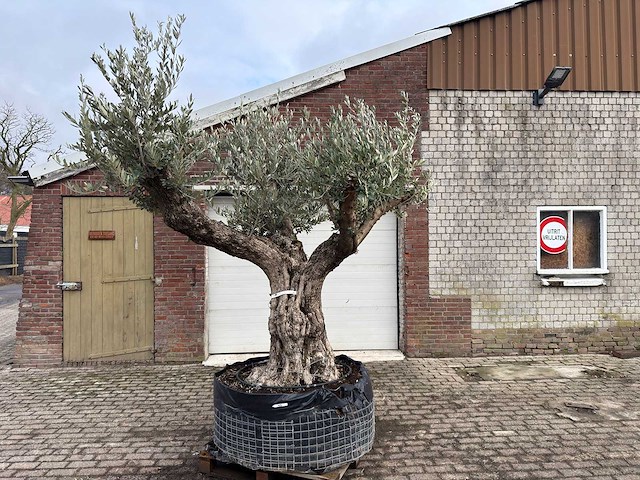 Olijfboom bonsai vertakt xl - olea europaea - ca. 120 jaar oud - hoogte ca. 290 cm - afbeelding 1 van  7