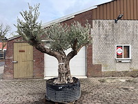 Olijfboom bonsai vertakt xl - olea europaea - ca. 120 jaar oud - hoogte ca. 290 cm - afbeelding 1 van  7