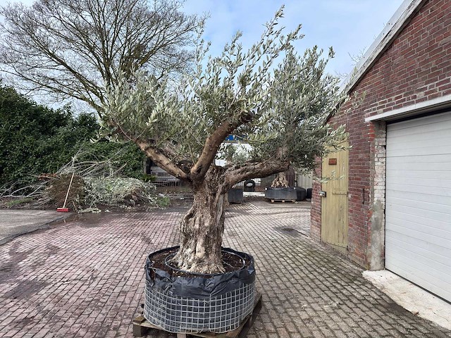 Olijfboom bonsai vertakt xl - olea europaea - ca. 120 jaar oud - hoogte ca. 290 cm - afbeelding 2 van  7