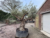 Olijfboom bonsai vertakt xl - olea europaea - ca. 120 jaar oud - hoogte ca. 290 cm - afbeelding 2 van  7