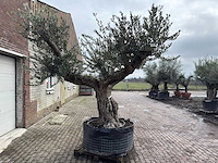 Olijfboom bonsai vertakt xl - olea europaea - ca. 120 jaar oud - hoogte ca. 290 cm - afbeelding 3 van  7