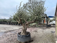 Olijfboom bonsai vertakt xl - olea europaea - ca. 120 jaar oud - hoogte ca. 290 cm - afbeelding 5 van  7
