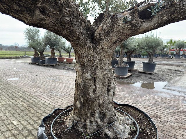 Olijfboom bonsai vertakt xl - olea europaea - ca. 120 jaar oud - hoogte ca. 290 cm - afbeelding 6 van  7