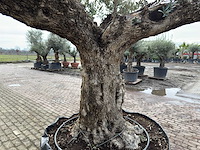 Olijfboom bonsai vertakt xl - olea europaea - ca. 120 jaar oud - hoogte ca. 290 cm - afbeelding 6 van  7