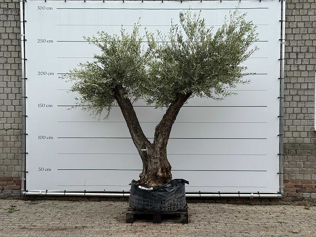 Olijfboom bonsai vertakt xl - olea europaea - ca. 150 jaar oud - hoogte ca. 270 cm - afbeelding 1 van  7