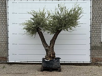 Olijfboom bonsai vertakt xl - olea europaea - ca. 150 jaar oud - hoogte ca. 270 cm