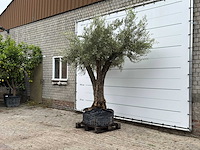 Olijfboom bonsai vertakt xl - olea europaea - ca. 150 jaar oud - hoogte ca. 270 cm - afbeelding 2 van  7