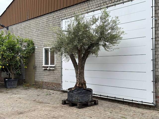 Olijfboom bonsai vertakt xl - olea europaea - ca. 150 jaar oud - hoogte ca. 270 cm - afbeelding 3 van  7