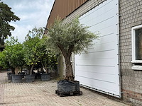 Olijfboom bonsai vertakt xl - olea europaea - ca. 150 jaar oud - hoogte ca. 270 cm - afbeelding 4 van  7