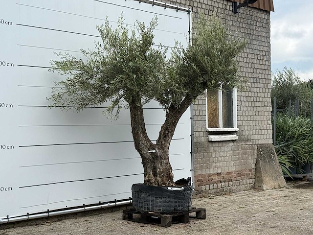 Olijfboom bonsai vertakt xl - olea europaea - ca. 150 jaar oud - hoogte ca. 270 cm - afbeelding 5 van  7