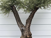 Olijfboom bonsai vertakt xl - olea europaea - ca. 150 jaar oud - hoogte ca. 270 cm - afbeelding 6 van  7
