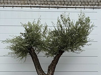 Olijfboom bonsai vertakt xl - olea europaea - ca. 150 jaar oud - hoogte ca. 270 cm - afbeelding 7 van  7
