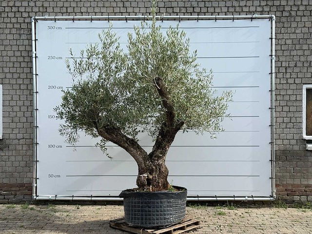 Olijfboom bonsai vertakt xl - olea europaea - ca. 150 jaar oud - hoogte ca. 280 cm - afbeelding 1 van  6