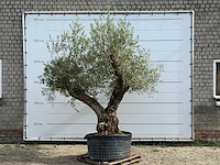 Olijfboom bonsai vertakt xl - olea europaea - ca. 150 jaar oud - hoogte ca. 280 cm - afbeelding 1 van  6