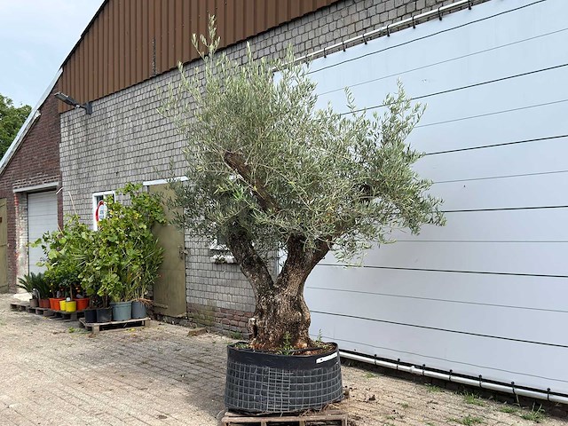 Olijfboom bonsai vertakt xl - olea europaea - ca. 150 jaar oud - hoogte ca. 280 cm - afbeelding 2 van  6