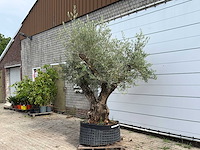 Olijfboom bonsai vertakt xl - olea europaea - ca. 150 jaar oud - hoogte ca. 280 cm - afbeelding 2 van  6