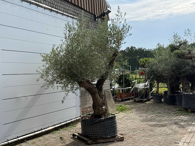 Olijfboom bonsai vertakt xl - olea europaea - ca. 150 jaar oud - hoogte ca. 280 cm - afbeelding 3 van  6
