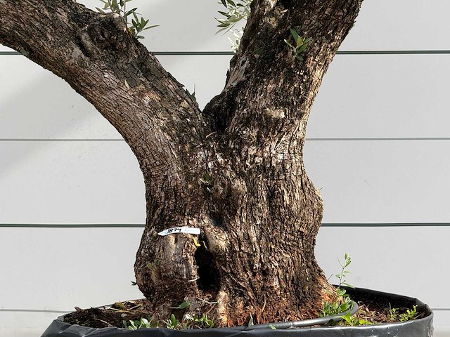 Olijfboom bonsai vertakt xl - olea europaea - ca. 150 jaar oud - hoogte ca. 280 cm - afbeelding 4 van  6
