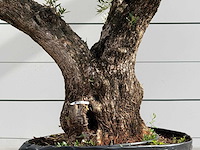 Olijfboom bonsai vertakt xl - olea europaea - ca. 150 jaar oud - hoogte ca. 280 cm - afbeelding 4 van  6